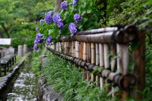【スナップ撮影】紫陽花の花と雨は合いますね!