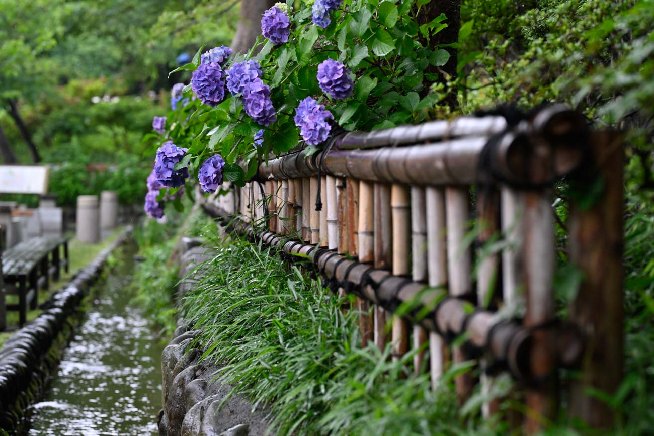 【スナップ撮影】紫陽花の花と雨は合いますね！