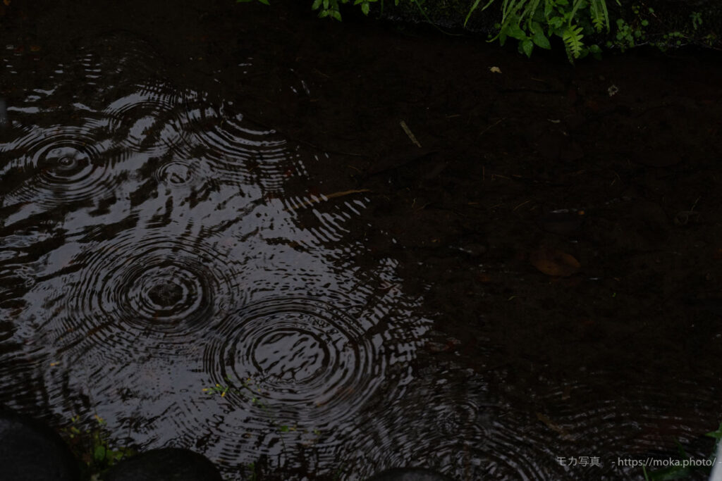 【スナップ撮影】梅雨、雨水の波紋を眺めて・・・