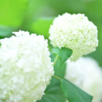 【スナップ撮影】真っ白な紫陽花が綺麗