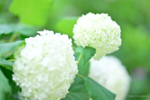 【スナップ撮影】真っ白な紫陽花が綺麗