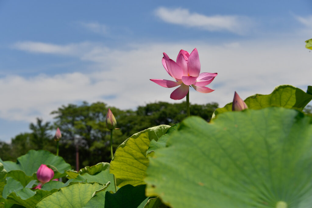 【スナップ撮影】早起きして蓮の花を見に行こう！！