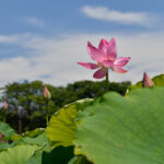 【スナップ撮影】早起きして蓮の花を見に行こう!!