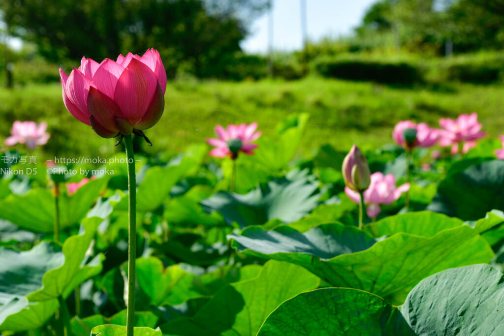 【スナップ撮影】蒸し暑い季節、早起きして蓮をみよう！