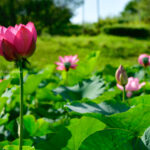 【スナップ撮影】蒸し暑い季節、早起きして蓮をみよう!