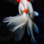 【水族館写真】水族館で涼みながら金魚鑑賞!