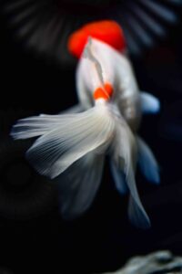 【水族館写真】水族館で涼みながら金魚鑑賞!