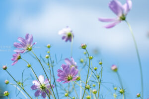 【スナップ撮影】8月最後の1日、秋は来るかな！？