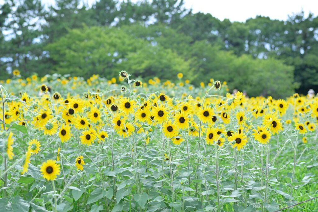 【スナップ撮影】残暑とヒマワリ