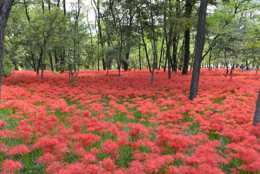 【スナップ撮影】今年こそは見たい「曼珠沙華」