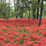 【スナップ撮影】今年こそは見たい「曼珠沙華」