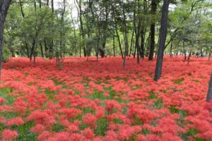 【スナップ撮影】今年こそは見たい「曼珠沙華」
