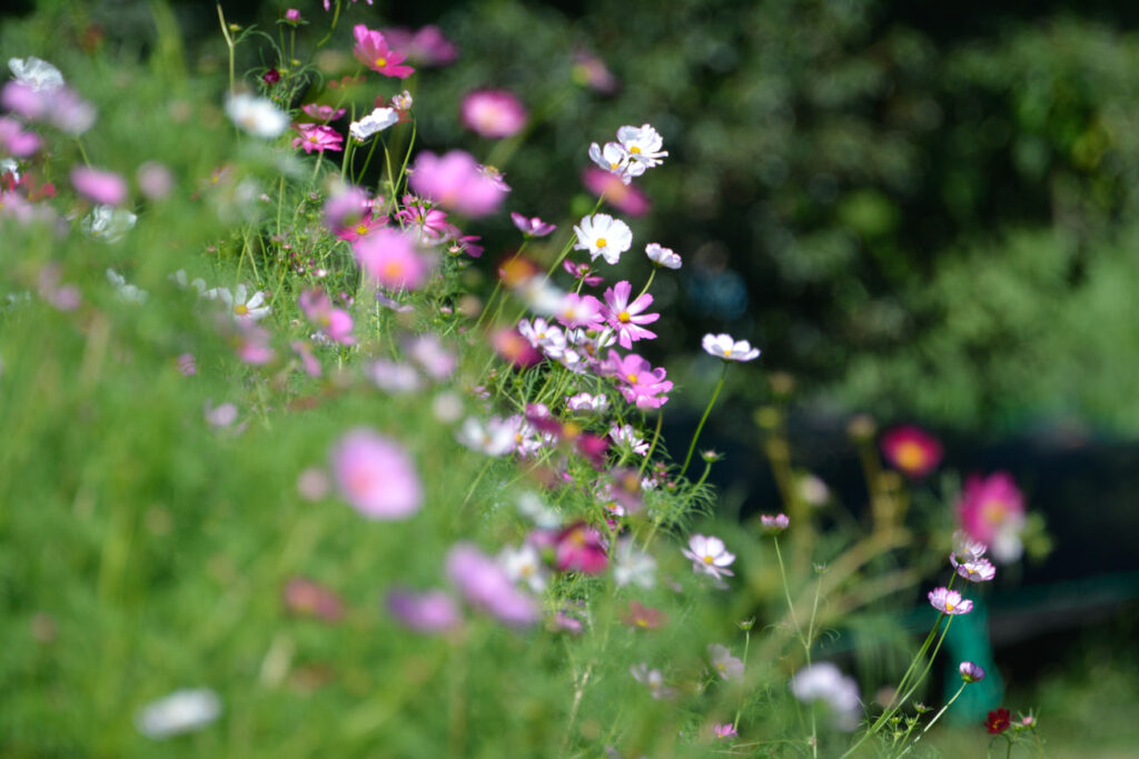 【スナップ撮影】コスモスを見に行こう！！