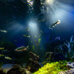 【水族館撮影】疲れた時には・・水族館で癒されたい