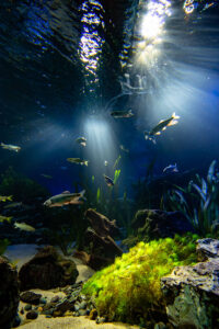 【水族館撮影】疲れた時には・・水族館で癒されたい
