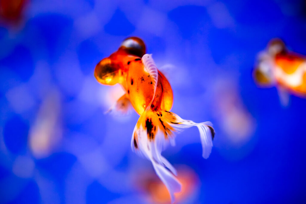 【水族館撮影】ゆらゆら金魚を撮ろう！！