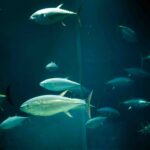 【水族館写真】とっても美味しそうだよねぇ。。。笑