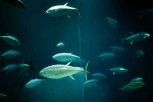 【水族館写真】とっても美味しそうだよねぇ。。。笑