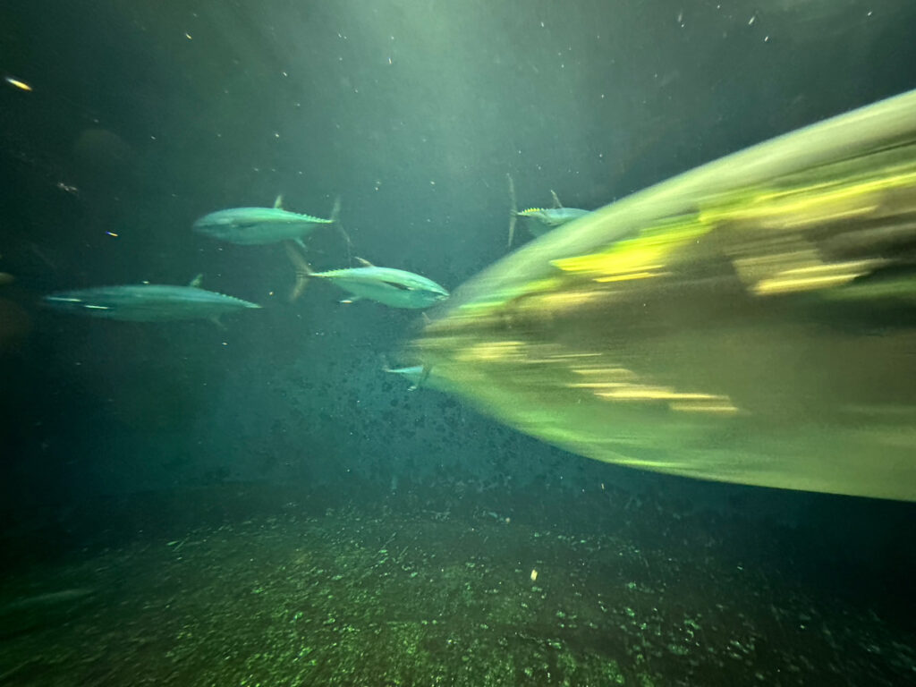 【iPhone写真】iPhoneでマグロを撮ったら・・ブレた！！