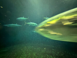 【iPhone写真】iPhoneでマグロを撮ったら・・ブレた！！