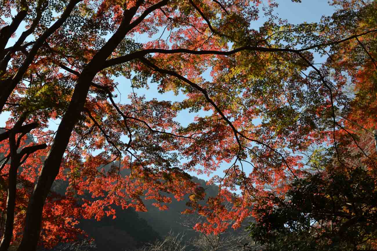 【スナップ撮影】綺麗な紅葉が見たい
