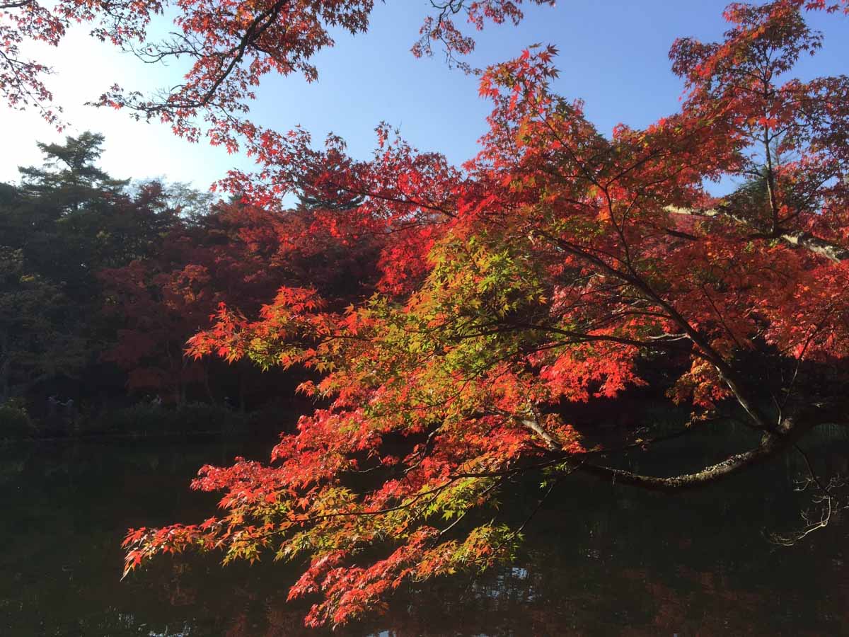【風景写真】紅葉を楽しもう！！