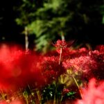 【風景写真】赤色に染まる彼岸花の群生