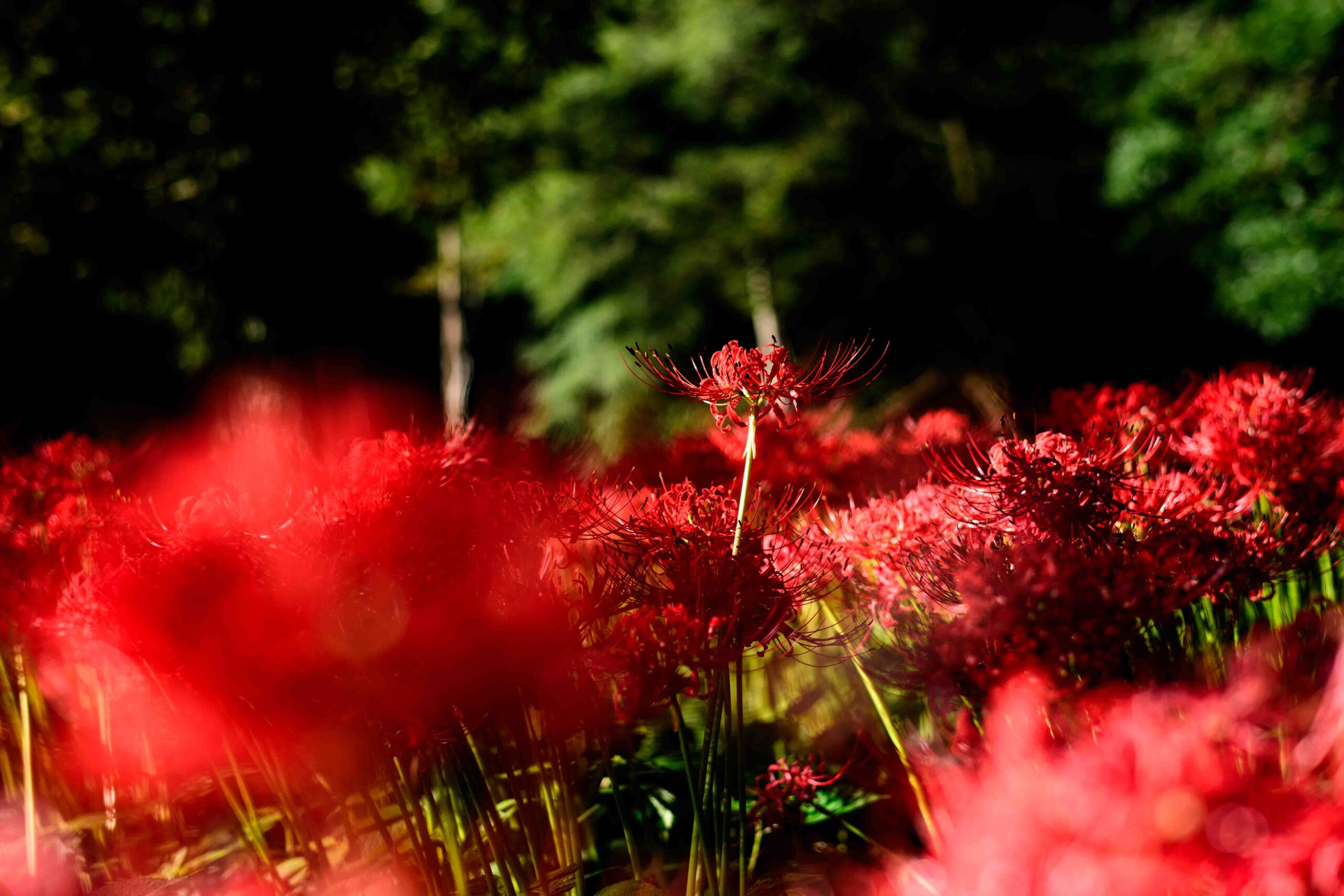 【風景写真】赤色に染まる彼岸花の群生