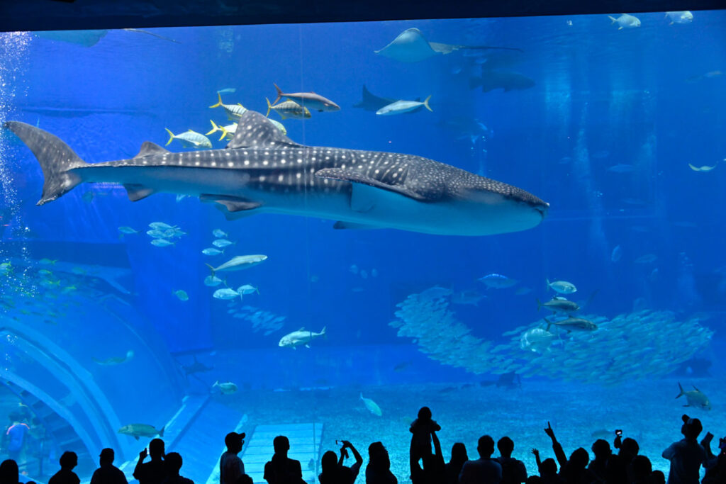 【水族館撮影】沖縄に行きたい！！心の叫び 笑