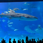 【水族館撮影】沖縄に行きたい!!心の叫び 笑