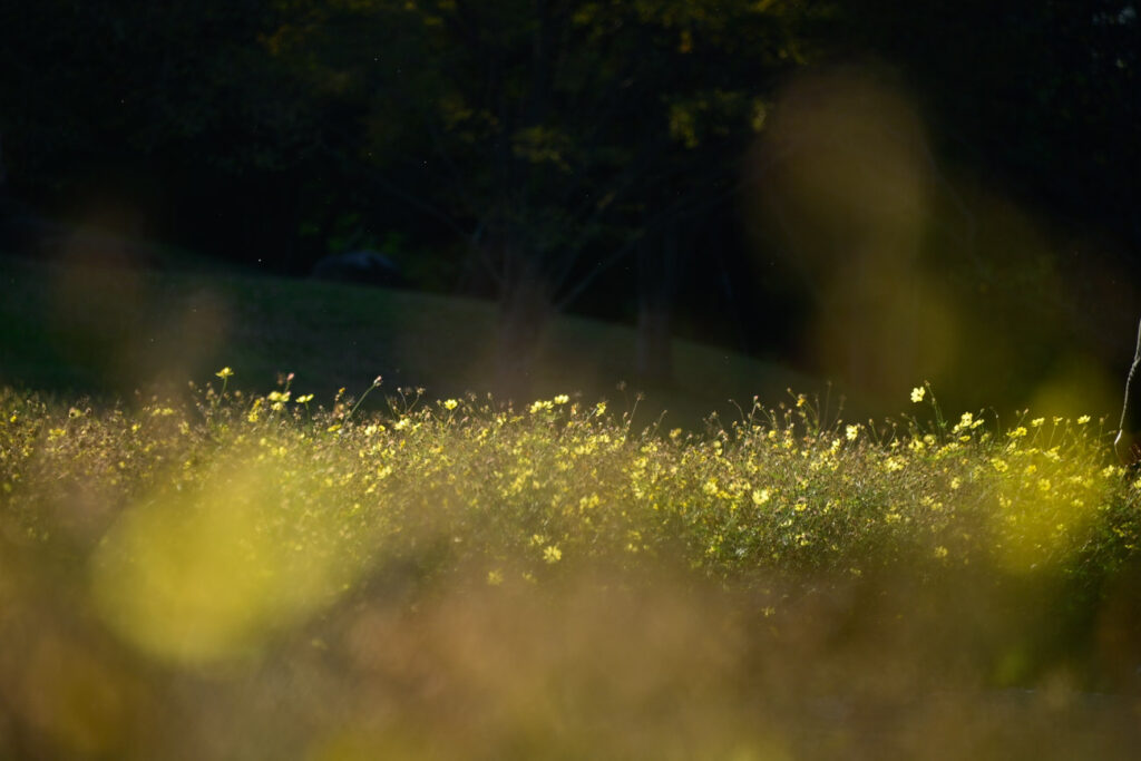 【スナップ撮影】秋の装い、秋が深まります・・