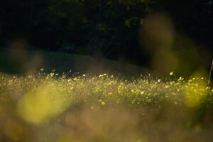 【スナップ撮影】秋の装い、秋が深まります・・