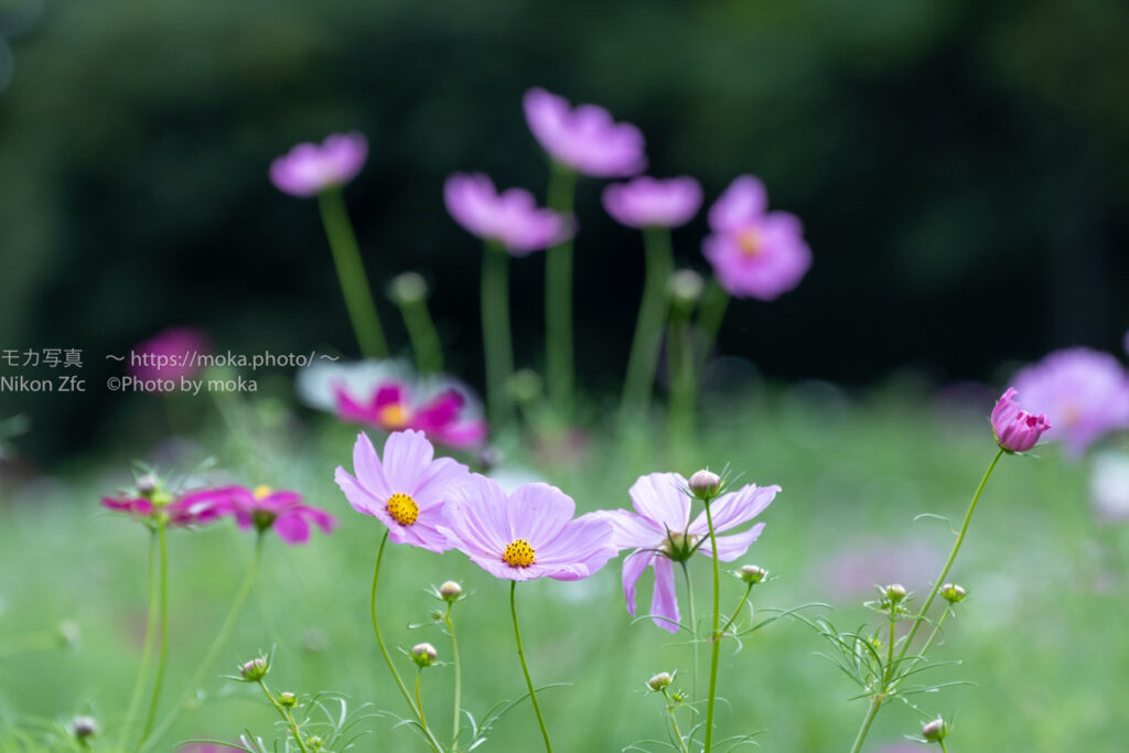 【スナップ撮影】淡いピンク色を見ると秋を感じる