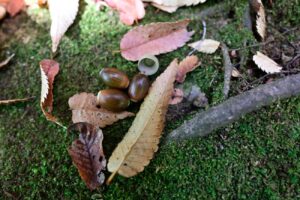 【スナップ撮影】小さい秋、見つけた!!