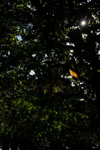 【スナップ撮影】光の光芒を撮ろう