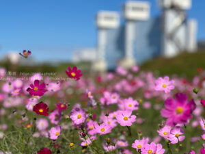 【iPhone写真】清々しい秋晴れの1日・・