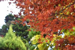 【スナップ撮影】樹々の彩りを楽しもう！！