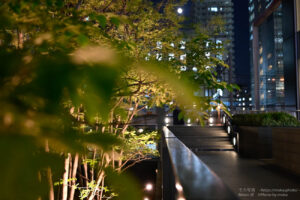 【スナップ撮影】Zfで夕方を撮影!!