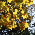 【ロケハン】公園の紅葉が進んでいます!!