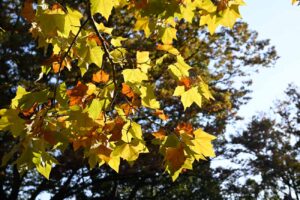 【ロケハン】公園の紅葉が進んでいます!!