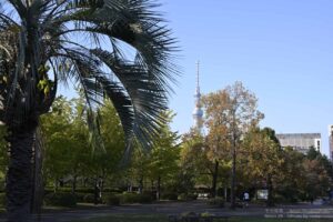 【スナップ撮影】秋の公園でお散歩スナップ撮影