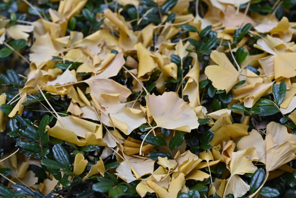 【スナップ撮影】年末へ一直線・・