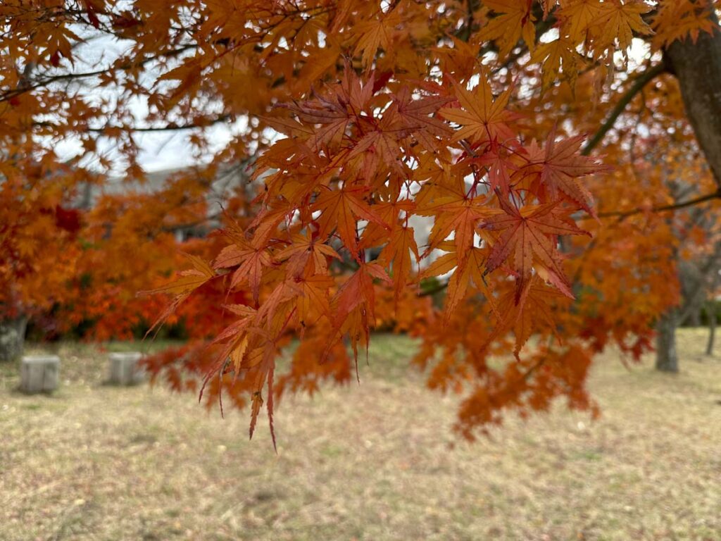 【スナップ撮影】真っ赤だなぁ。。