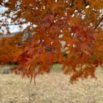 【スナップ撮影】真っ赤だなぁ。。