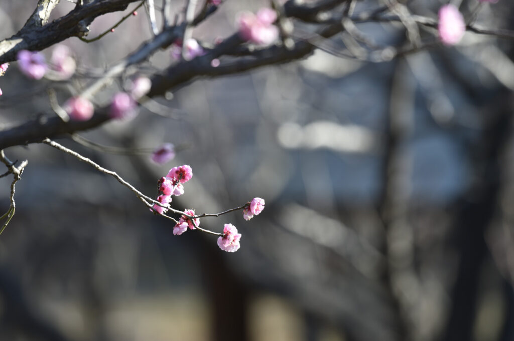 【スナップ撮影】梅の花、発見！！