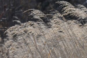 【スナップ撮影】冬のススキも美しい・・