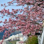 【スナップ撮影】日本一早い、お花見を楽しもう!