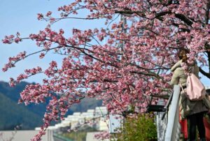 【スナップ撮影】日本一早い、お花見を楽しもう！