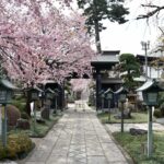 【スナップ撮影】もう少ししたら、お花見が出来る!?