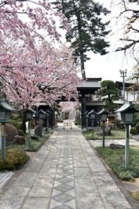 【スナップ撮影】もう少ししたら、お花見が出来る!?